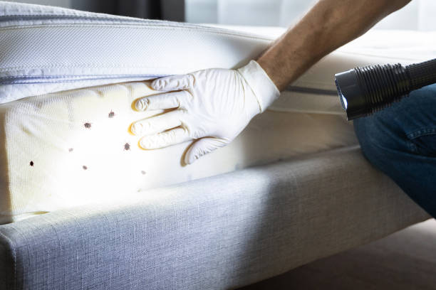 Best Local Pest Control Services  in Kendall West, FL